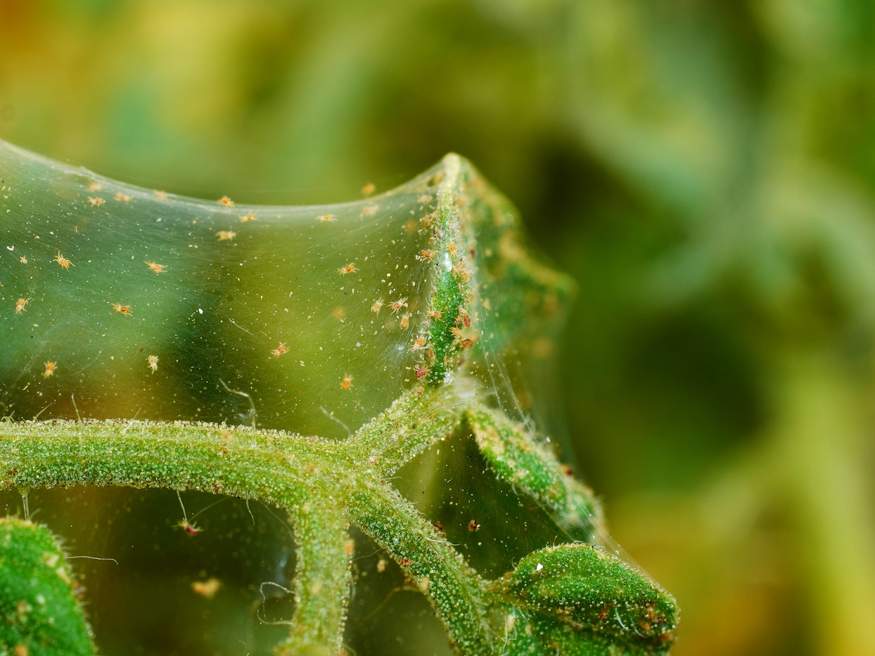 spider mites on plant