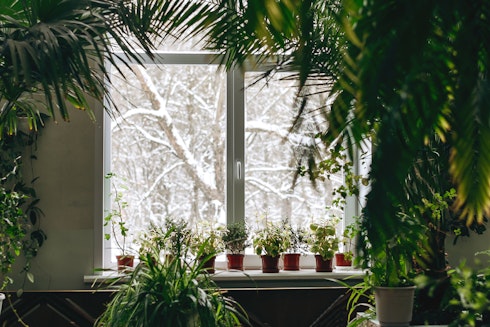 Cold Houseplants