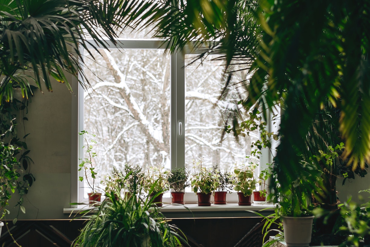 Getting your houseplants ready for the winter months