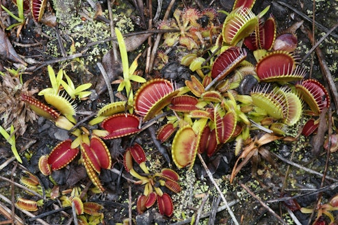 Venus Flytrap (Dionaea muscipula) - The Lowdown