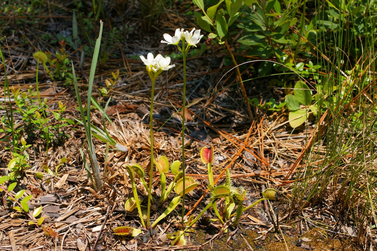 Dionaea muscipula