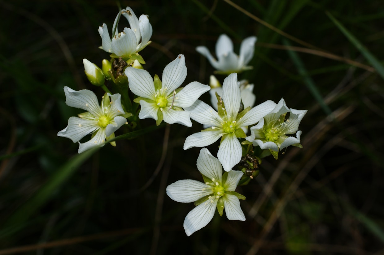 Dionaea muscipula