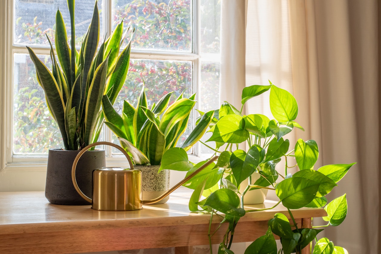 Do houseplants purify the air?