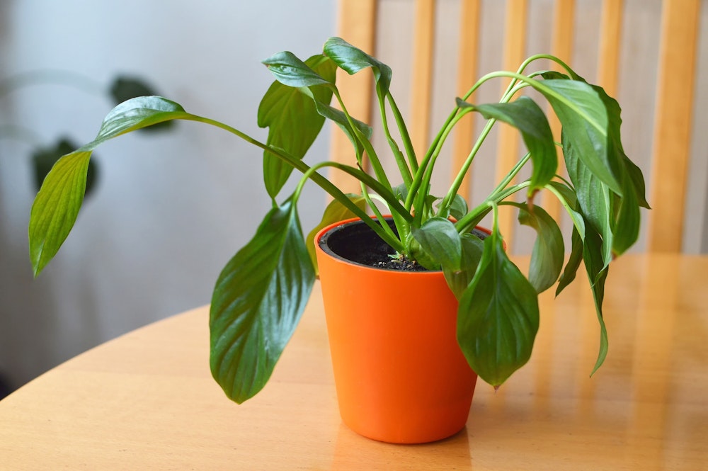 How often should I water my plants? Root Houseplants