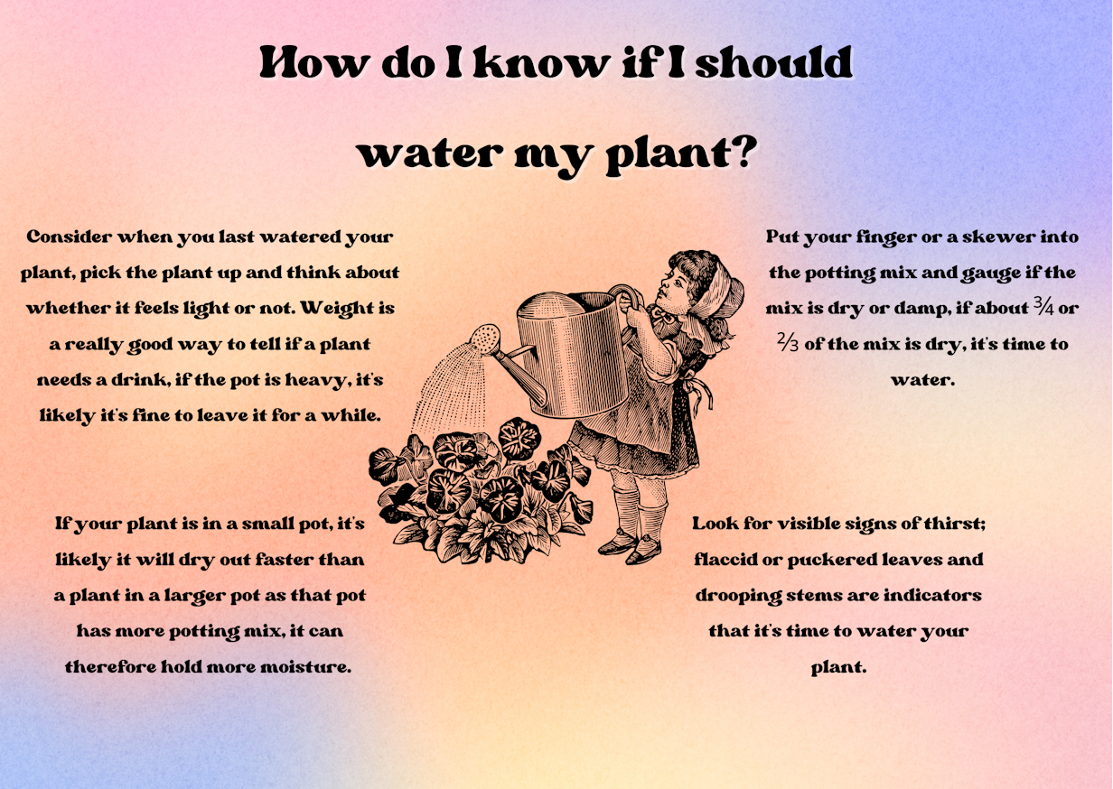 How often should I water my plants?