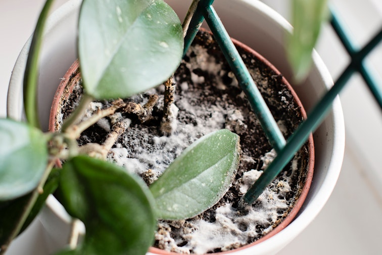 There's mould on my soil, what is it and is it harmful to my plants?