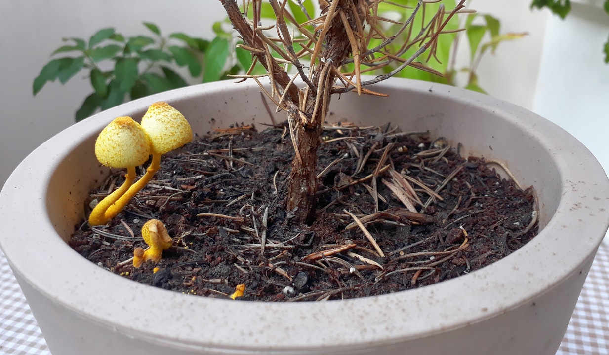 Mushrooms in my houseplant soil