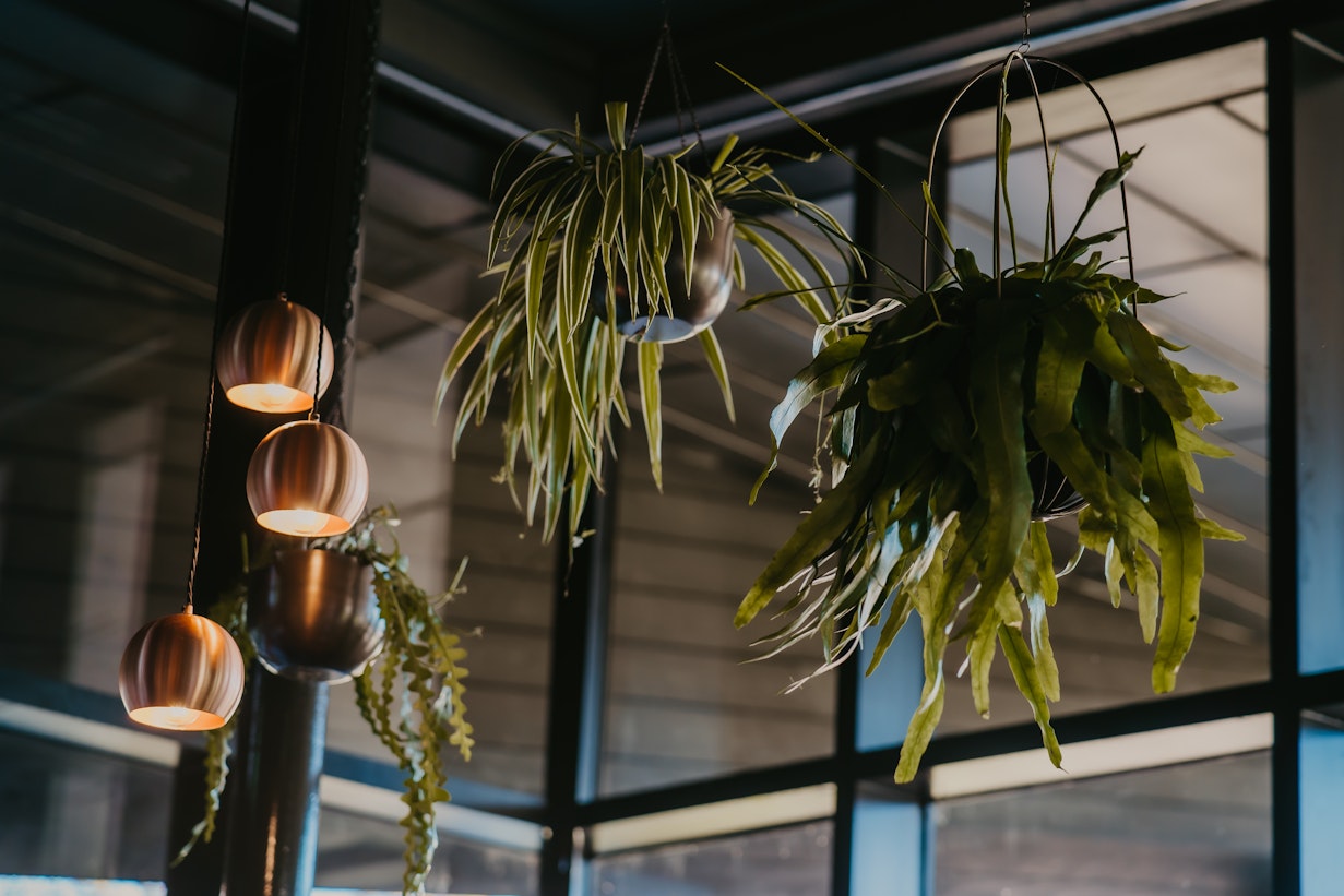 Hanging plant installation - Plants for Businesses