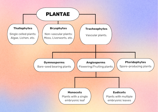 Why do plants have so many names? | Root Houseplants