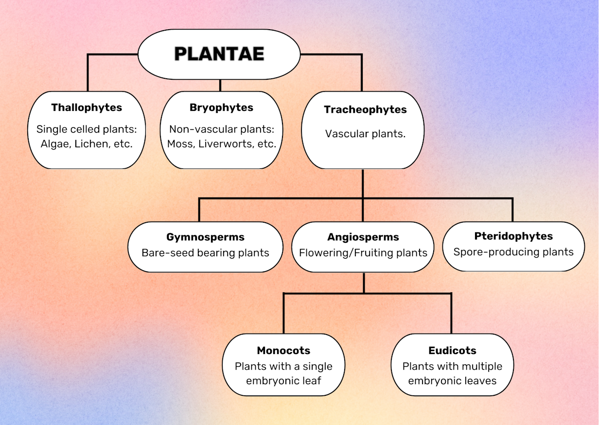 Diagram of plant clades