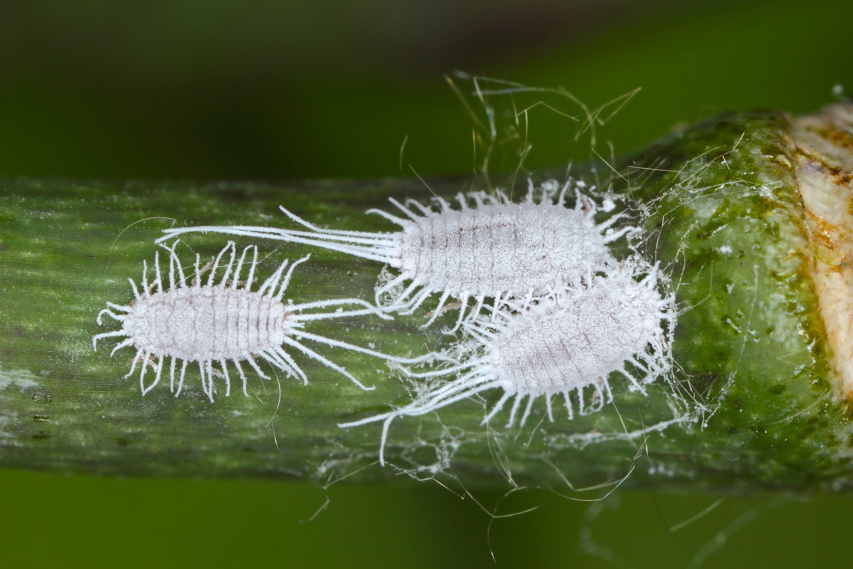 3 mealybugs on stem