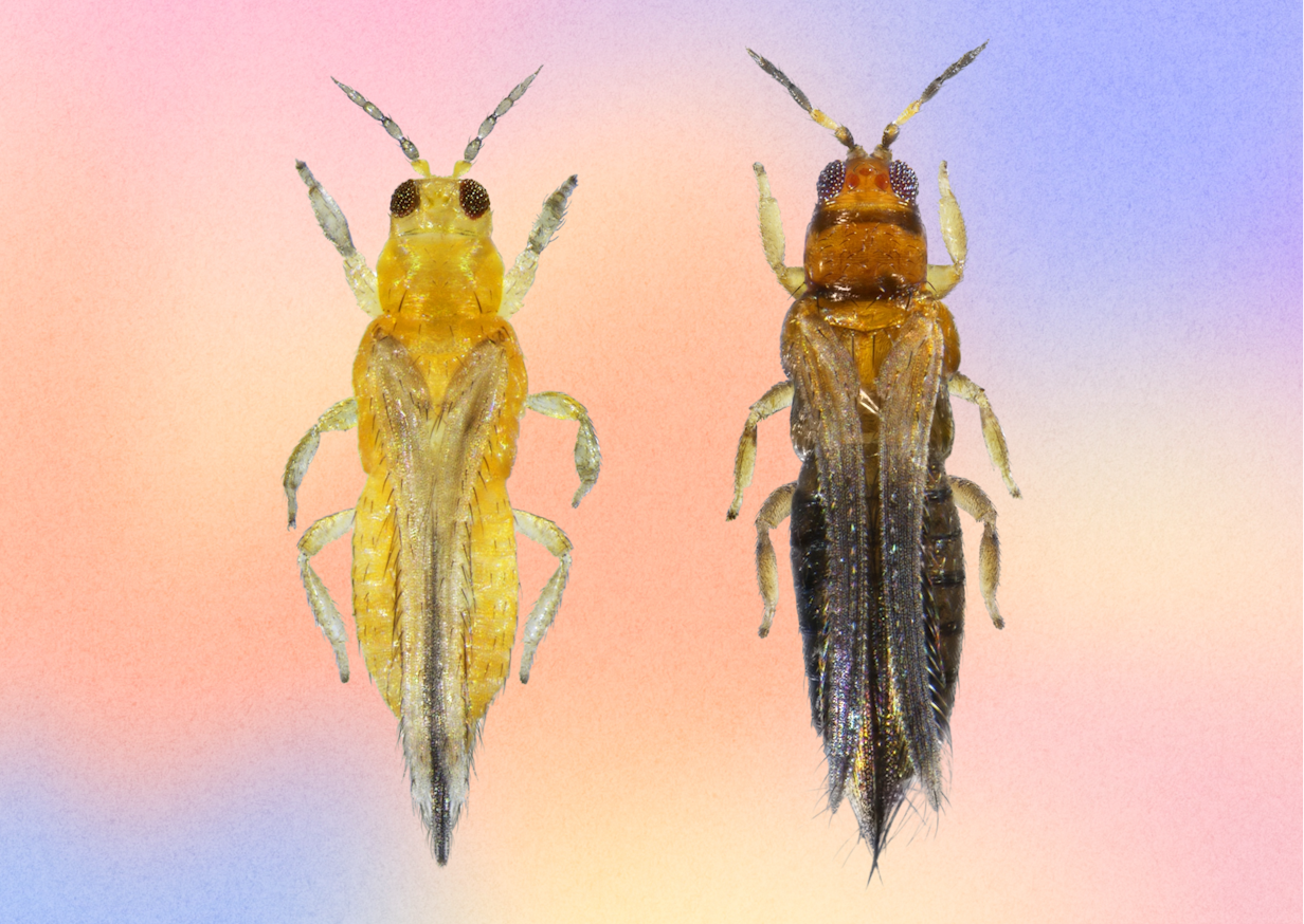 Scirtothrips citri and Thrips hawaiiensis