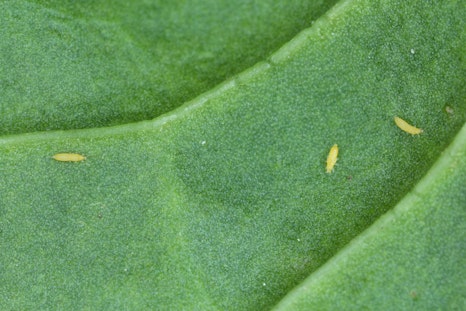 Thrips - What are they and how do I get rid of them?