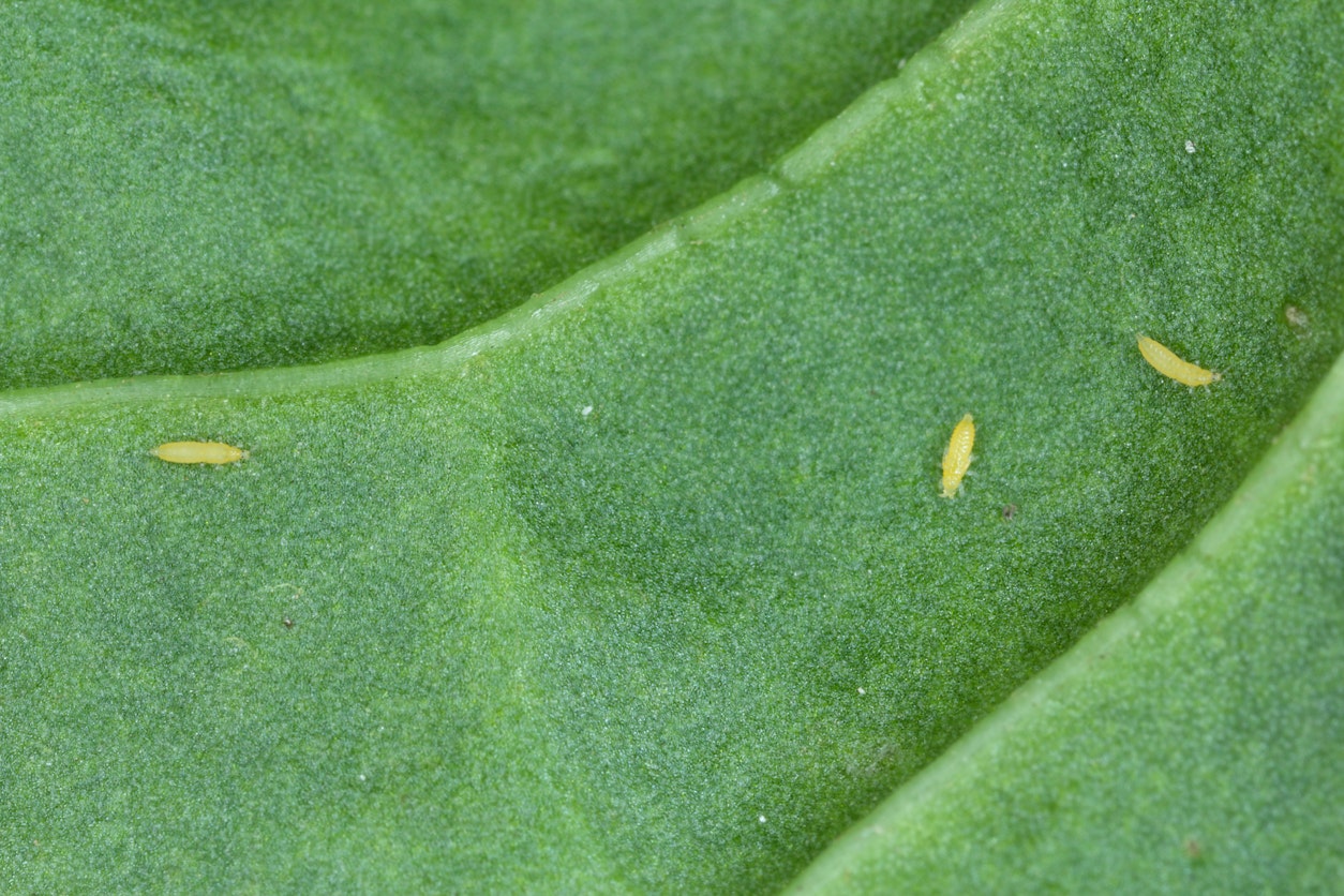 Three thrips on leaf