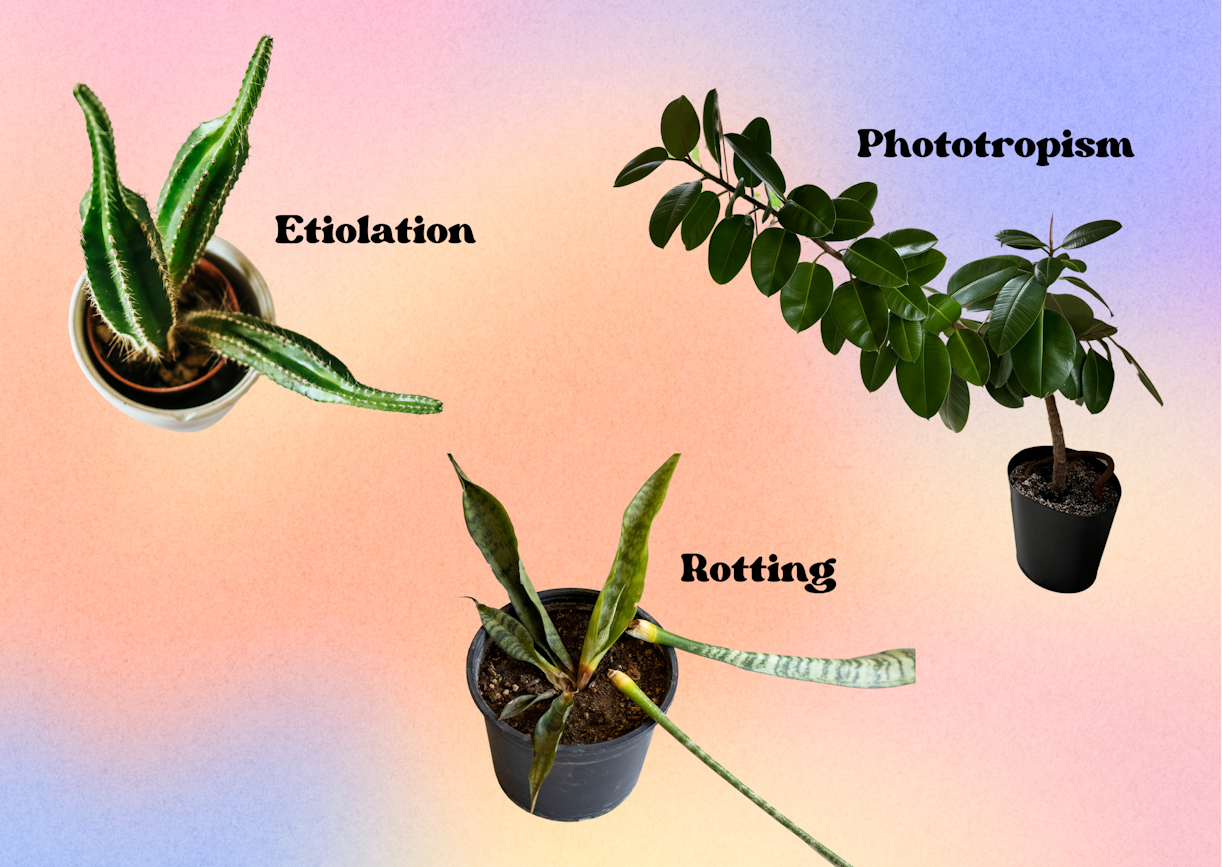 examples of plant behaviours in limited light
