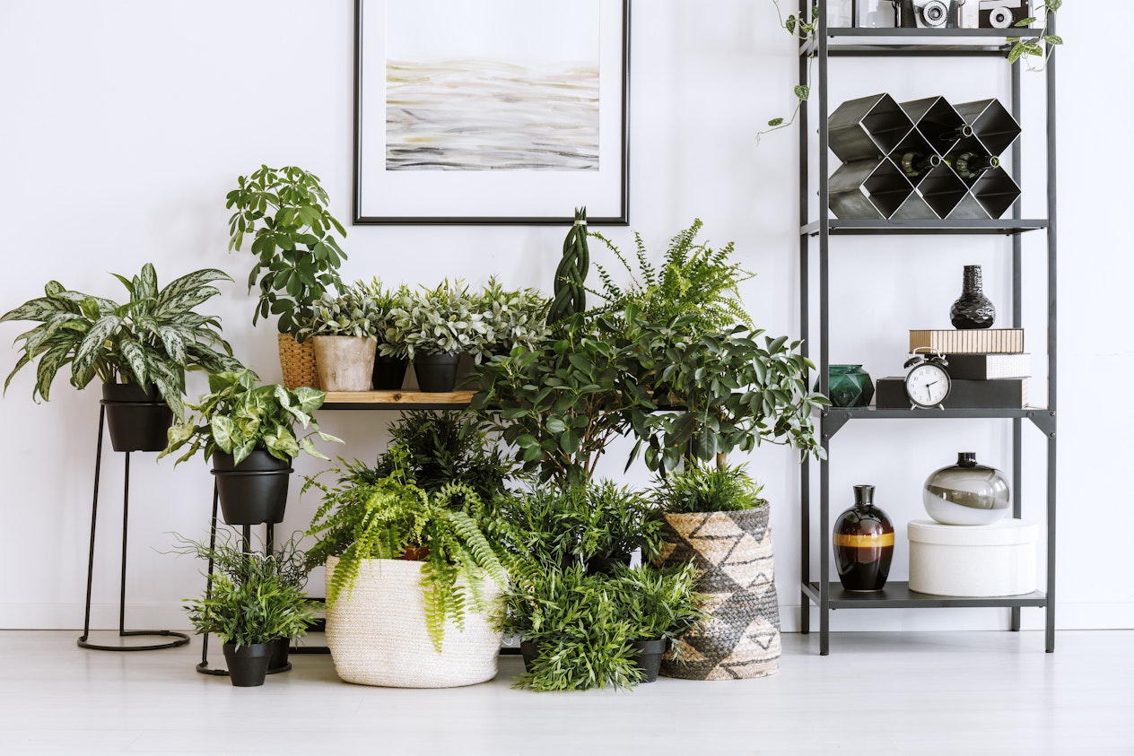 Different Types of Houseplants