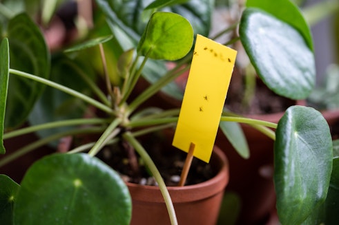 Fungus gnat on indoor plant