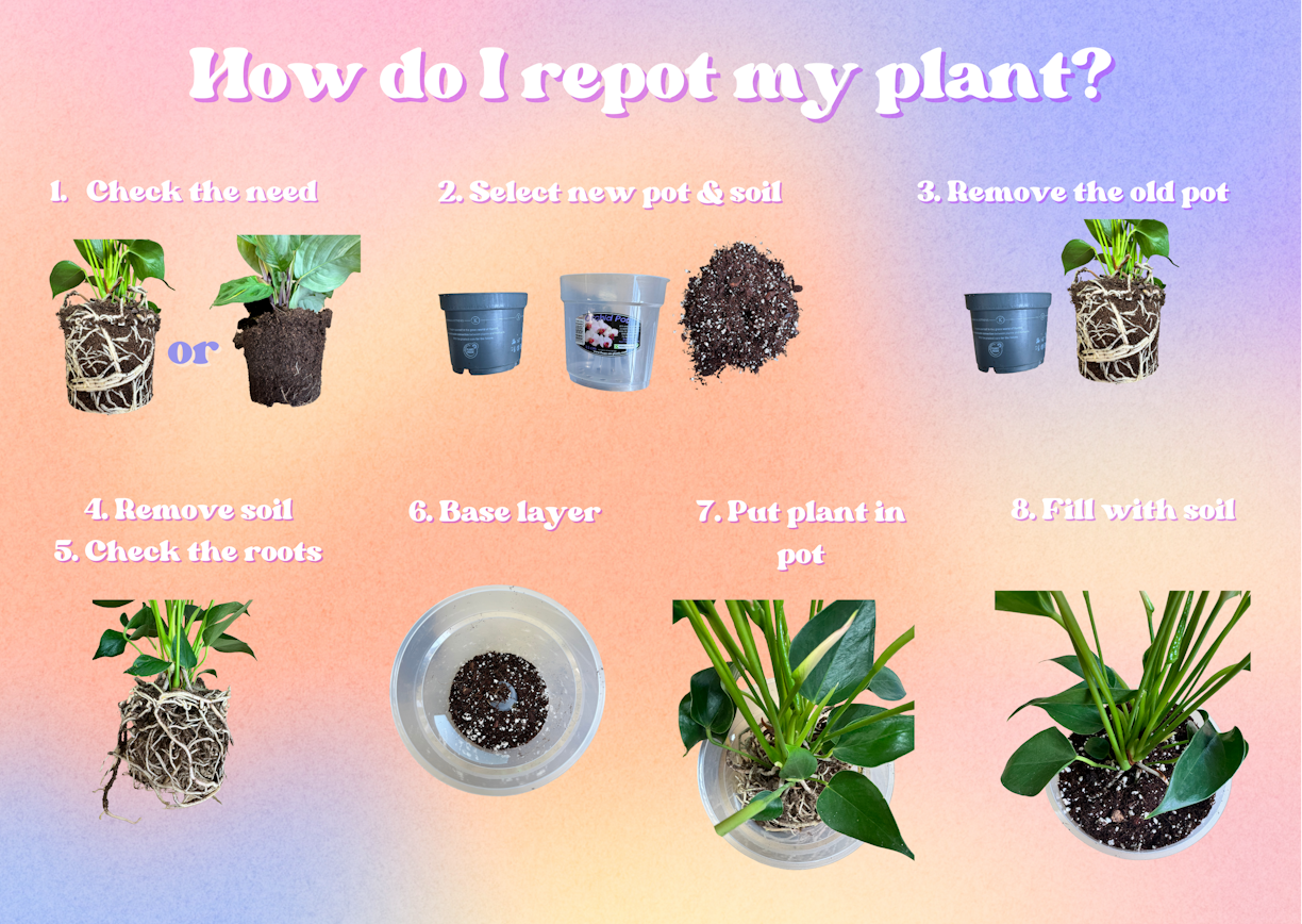 How do I repot my plant?