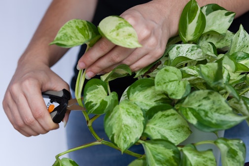 Propagating Plants - Making new plants from the ones you have already