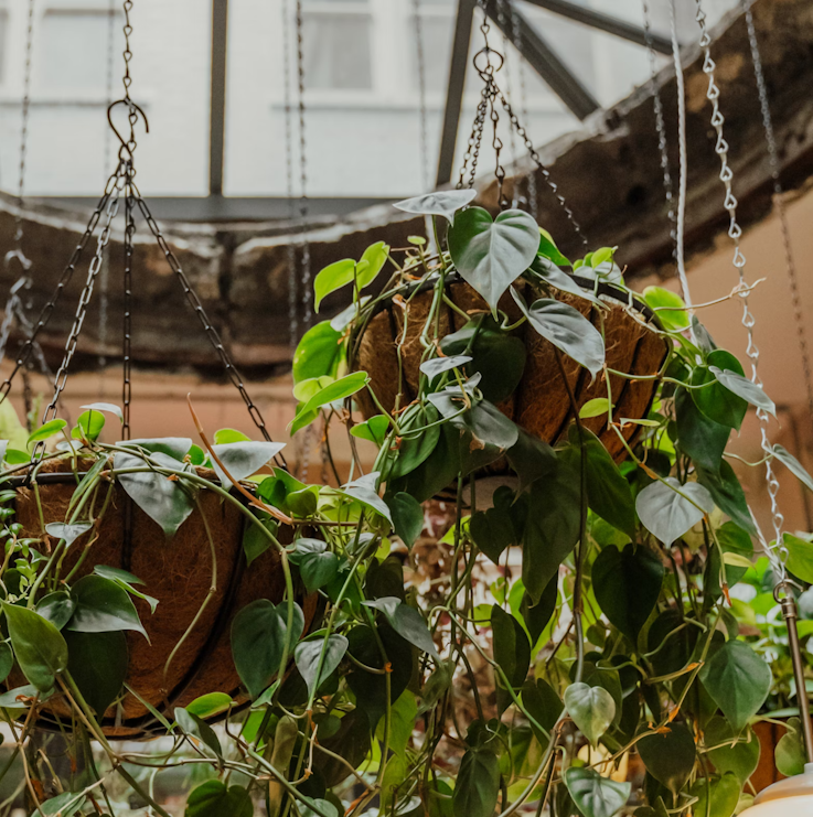 Restaurant Plants