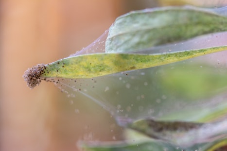 Plant infested with spidermites