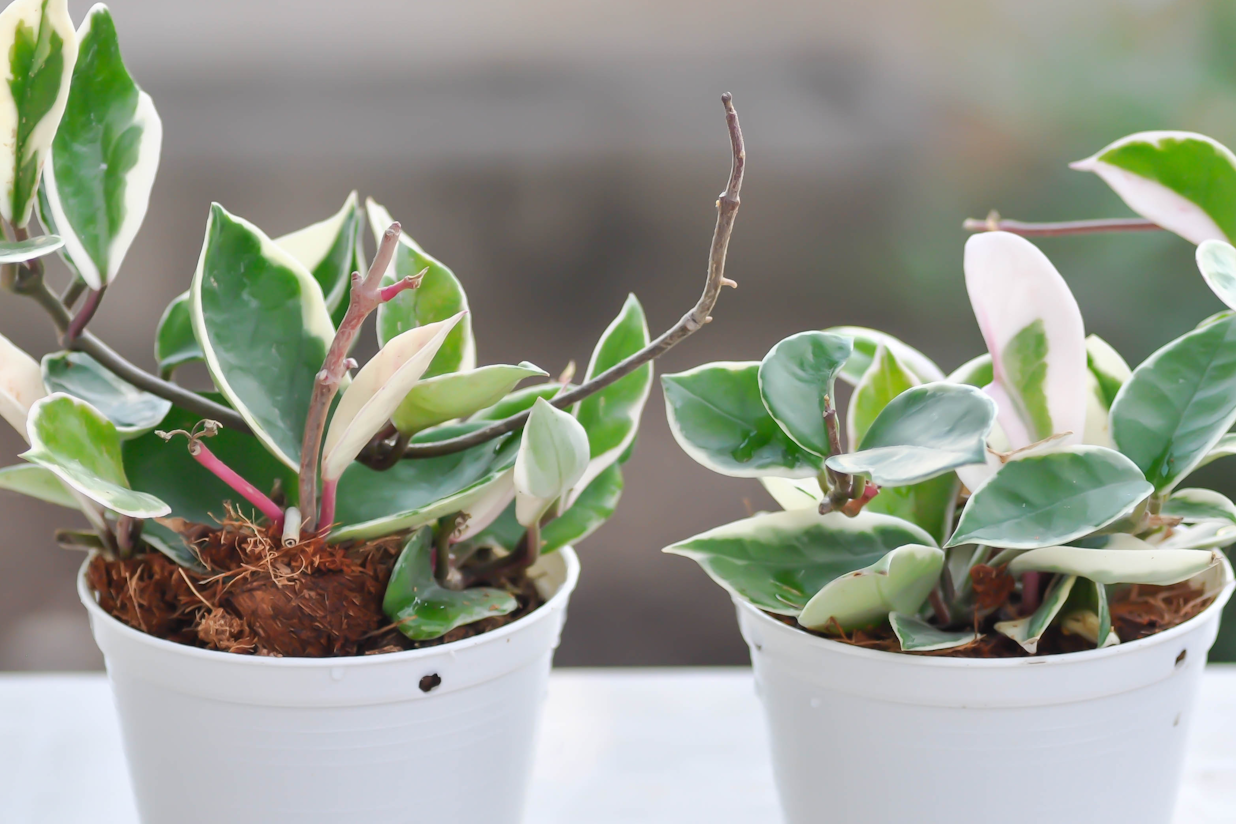 Propagating Hoya