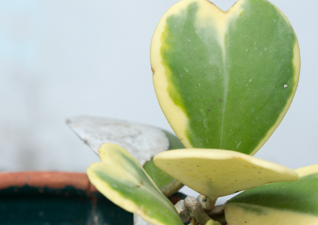 Hoya Plant