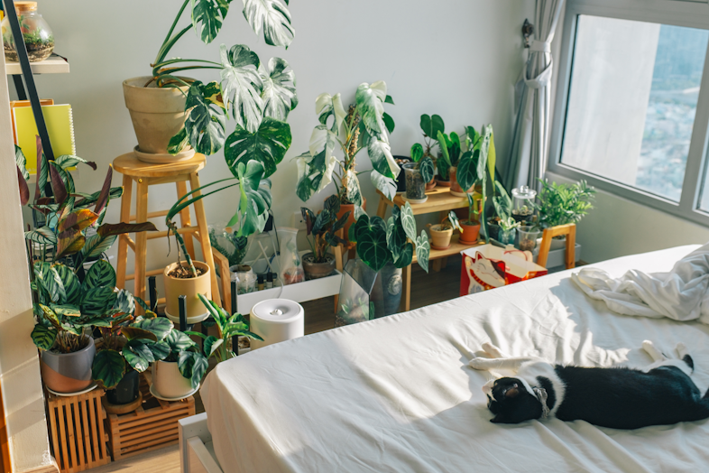 Pet-Friendly Plants: A Guide to Pet-Safe Greenery