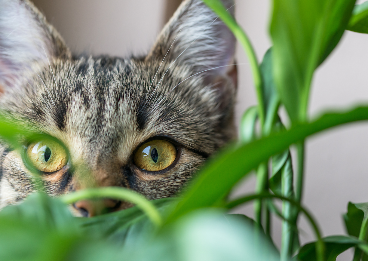 Pet-Friendly Plants: A Guide to Pet-Safe Greenery