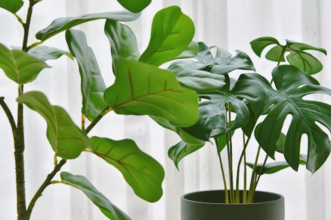 two faux plants