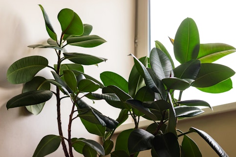 Ficus elastica