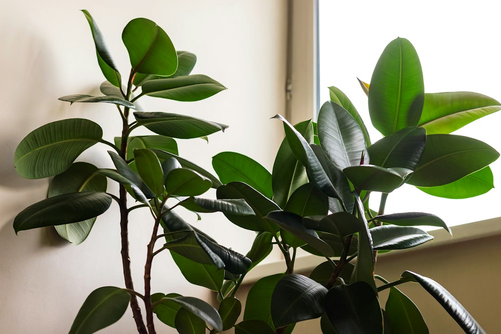 Ficus - Care Tips | Root Houseplants