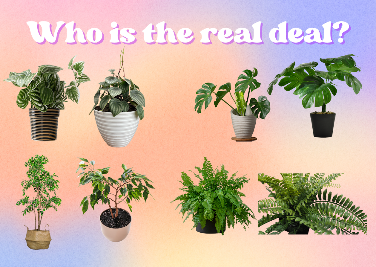Which plant is real?