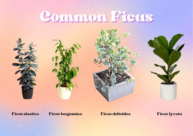 Ficus - Care Tips | Root Houseplants