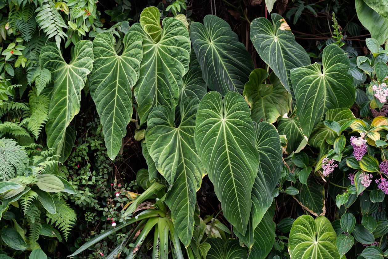 Anthurium