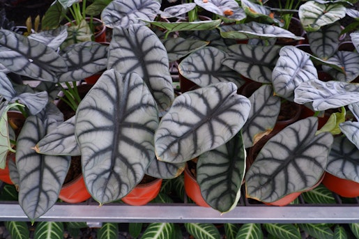 Alocasia 'Silver Dragon'