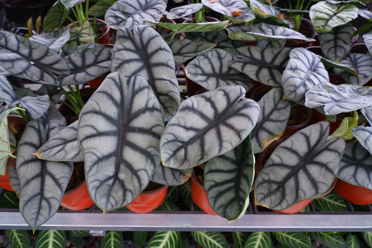 Alocasia 'Silver Dragon'