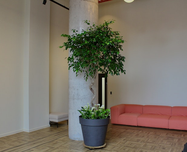 Biophilic design- commercial plant installation