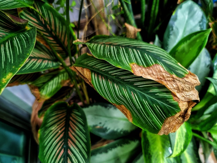 Plants