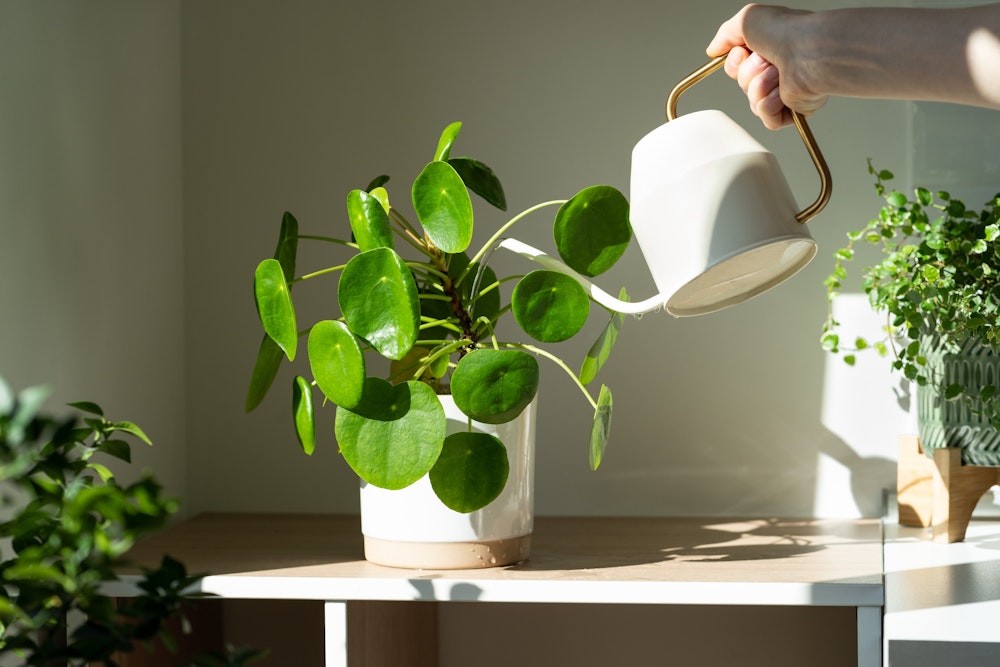 Is tap water bad for my plants? - Root Houseplants