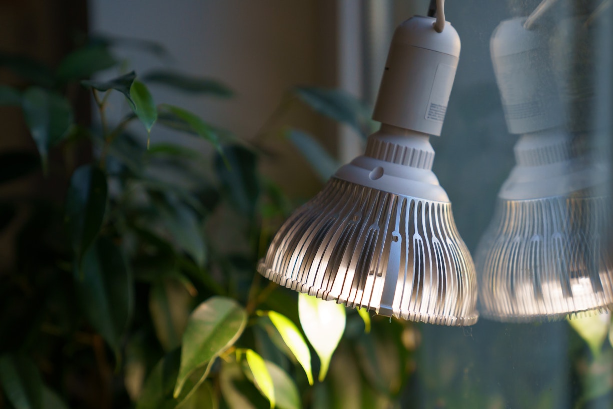 grow light pointing at plant
