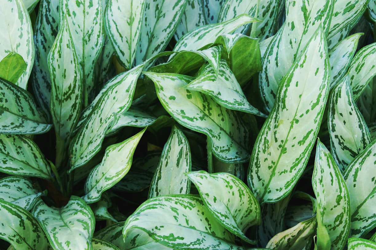 Lots of Aglaonema