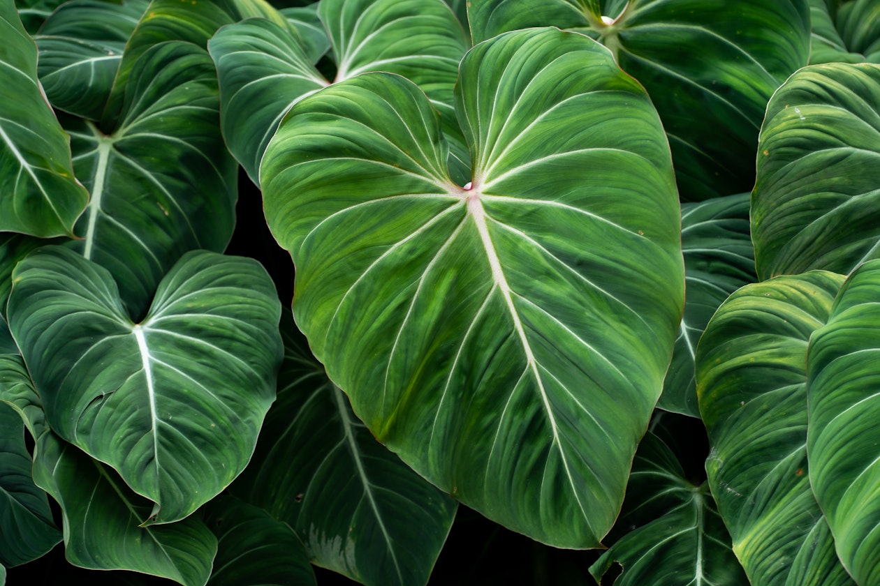 Philodendron leaves