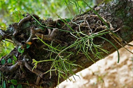 Rhipsalis on phorophyte