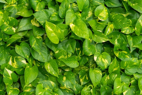Close up of Epipremnum foliage