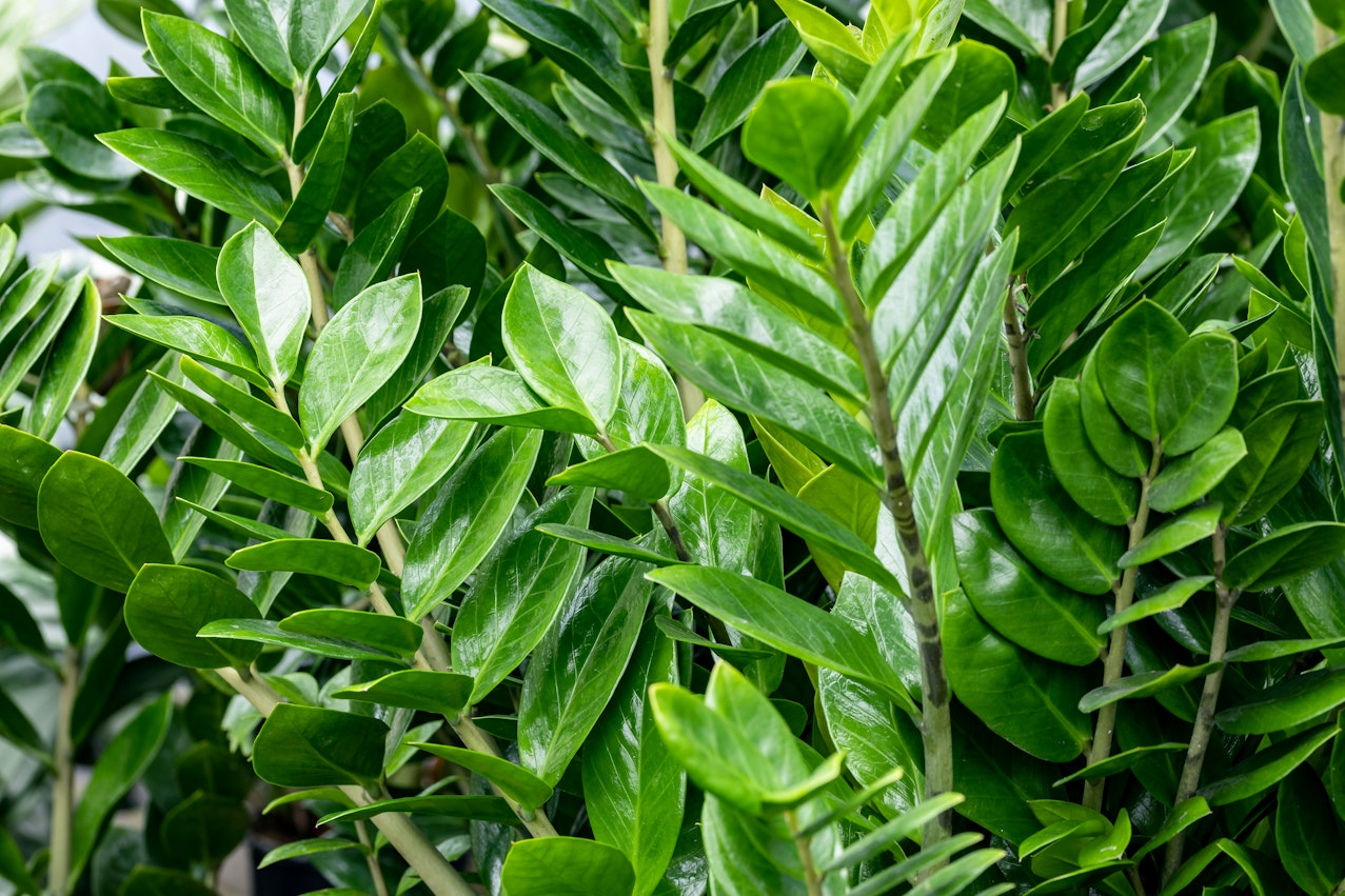 ZZ Plant