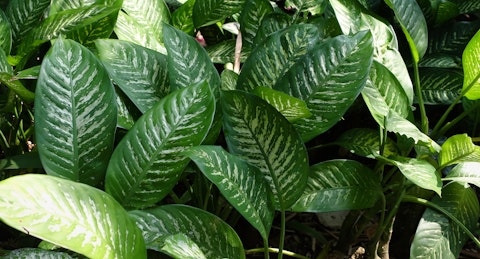 Close up of Dieffenbachia