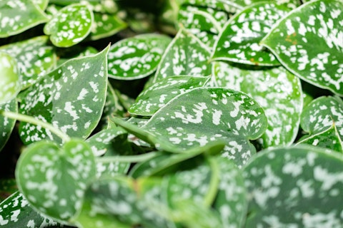 Satin Pothos