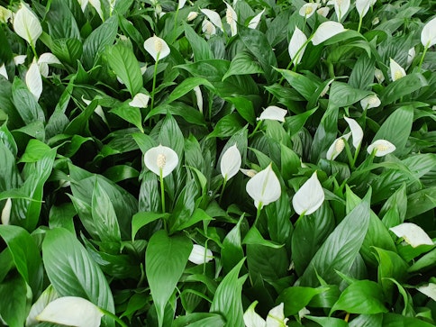 Peace Lilies