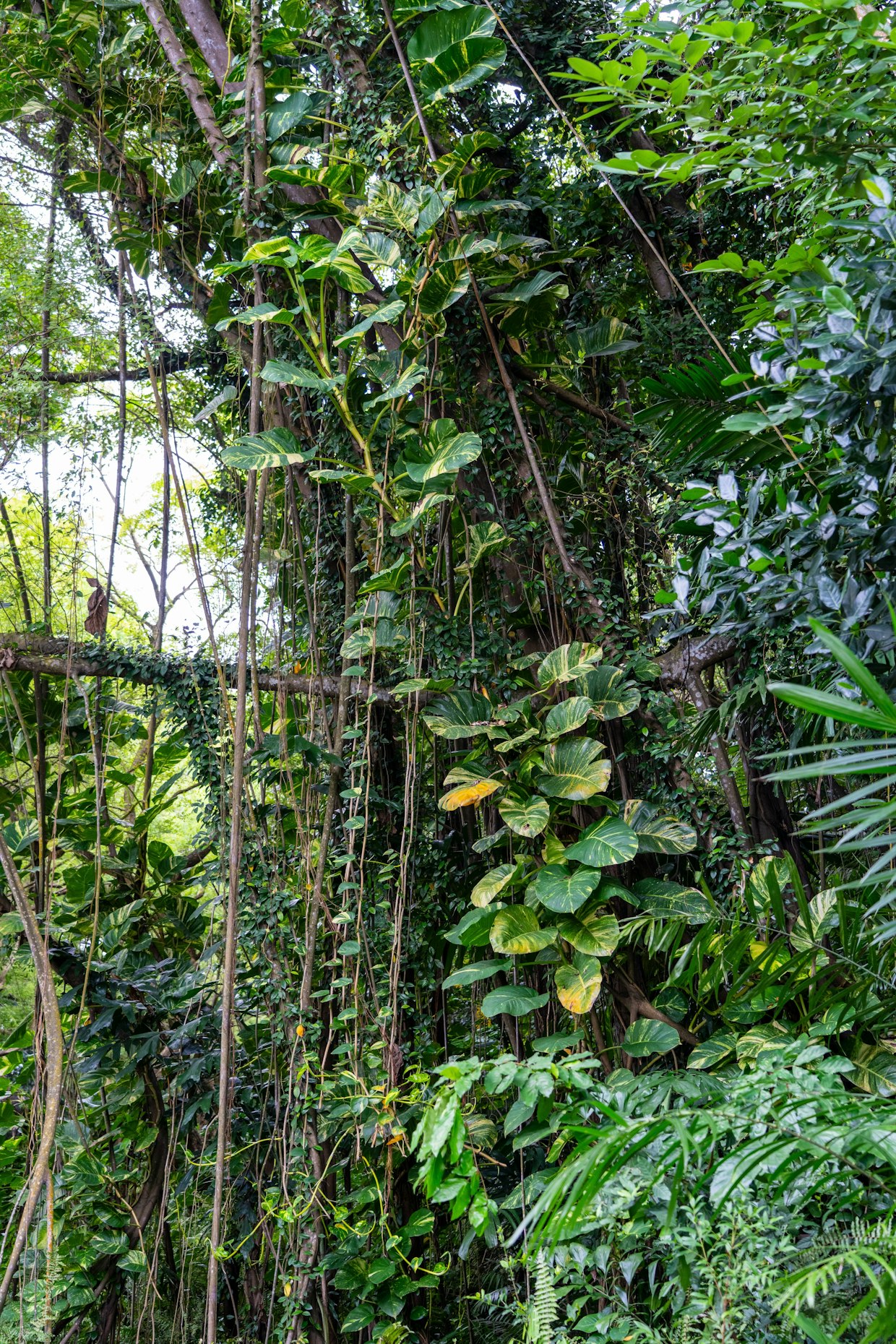 mature pothos climbing tree
